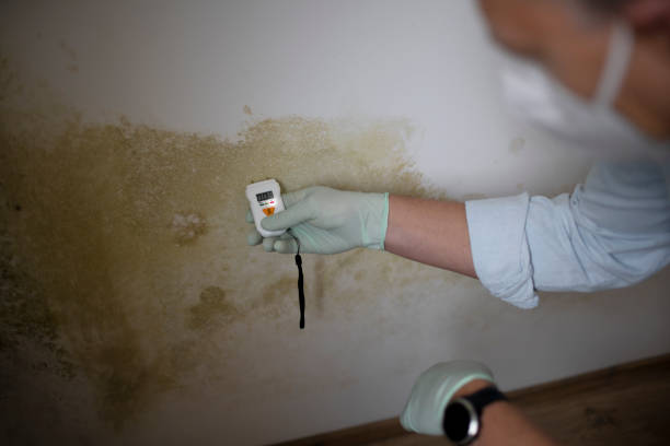 Best Mold Damage Repair  in Woodville, CA
